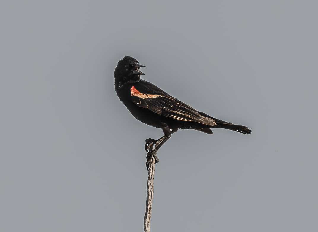 Red-winged Blackbird - c.a. maedgen