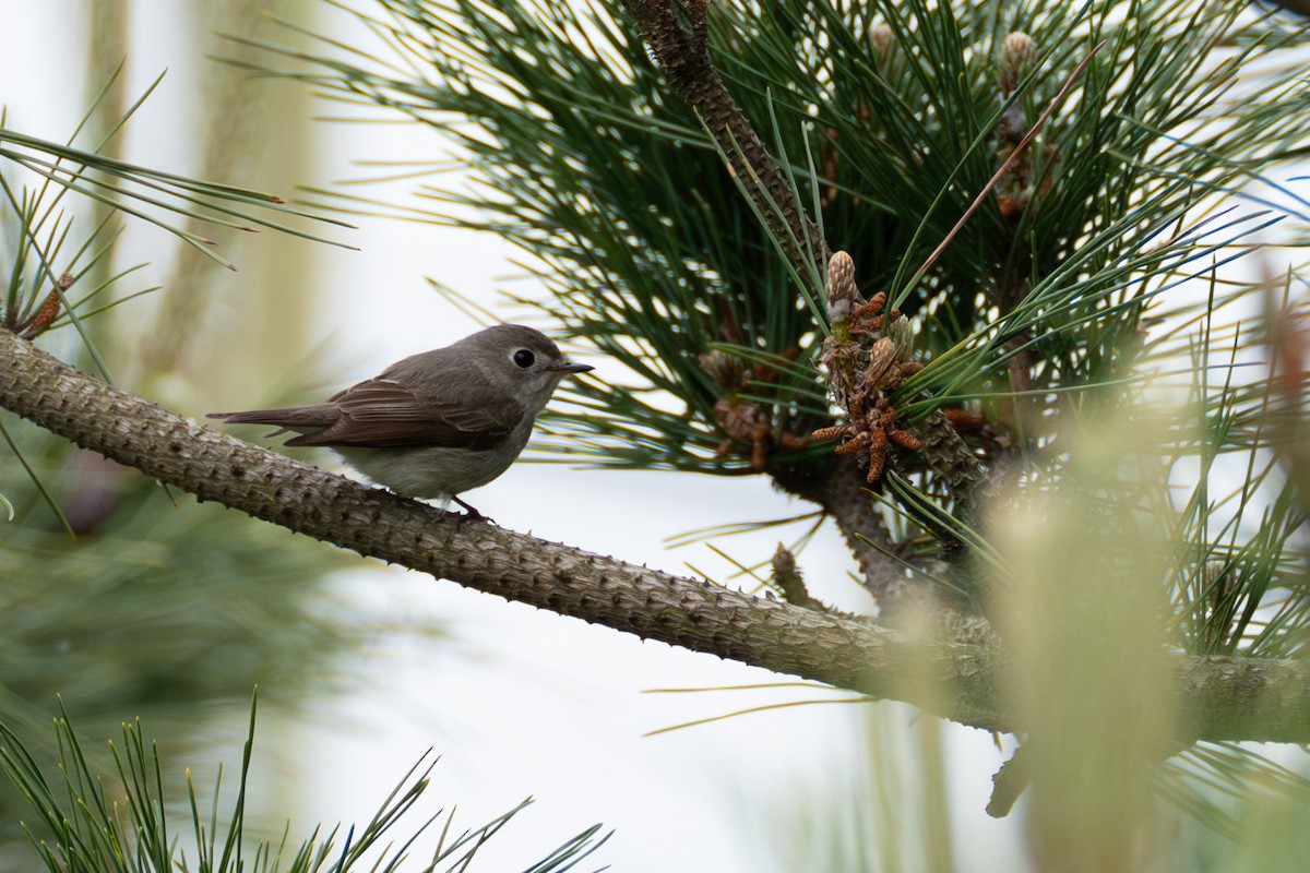 Asian Brown Flycatcher - Fran Kim