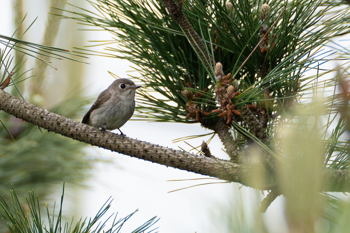 Asian Brown Flycatcher - Fran Kim