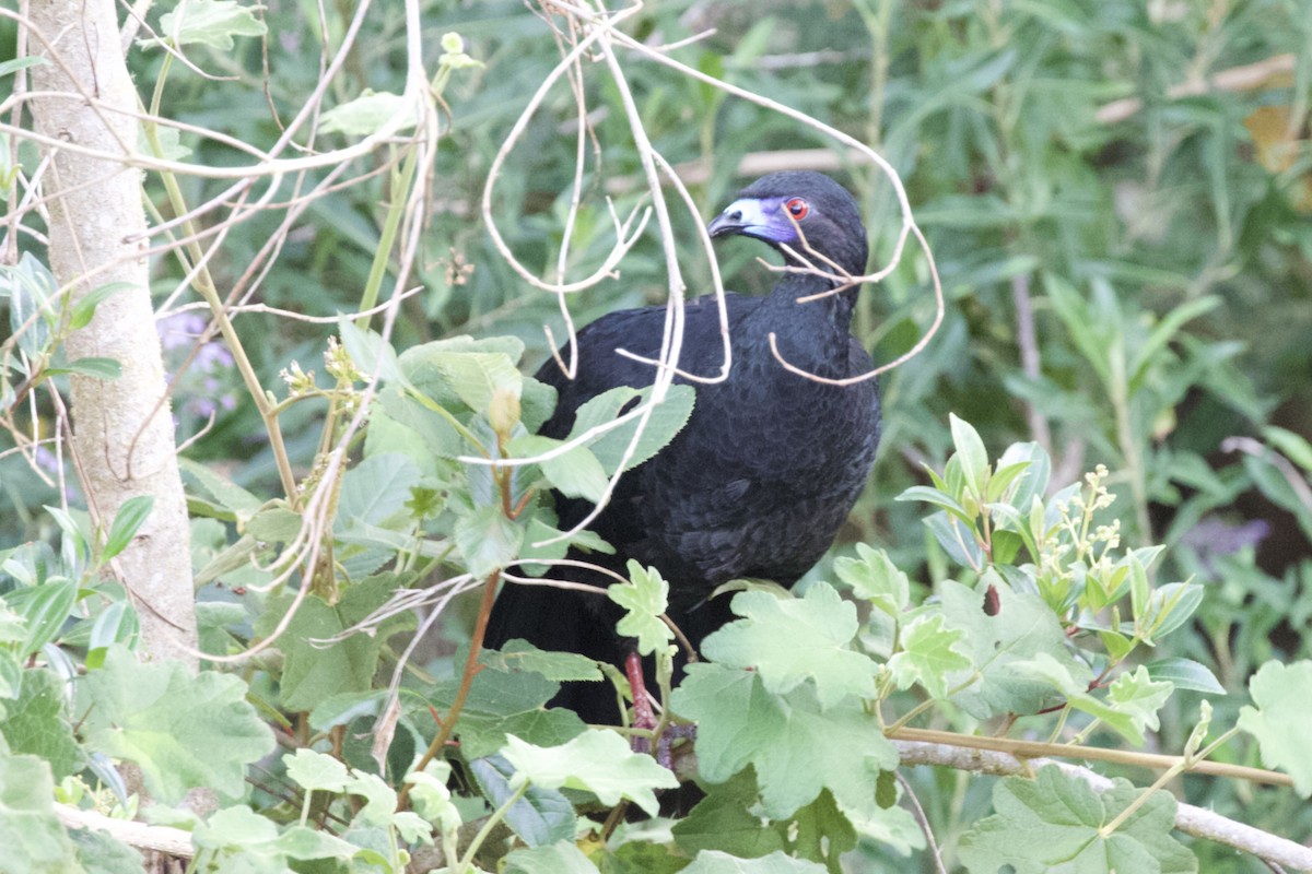 Black Guan - Krista Oswald