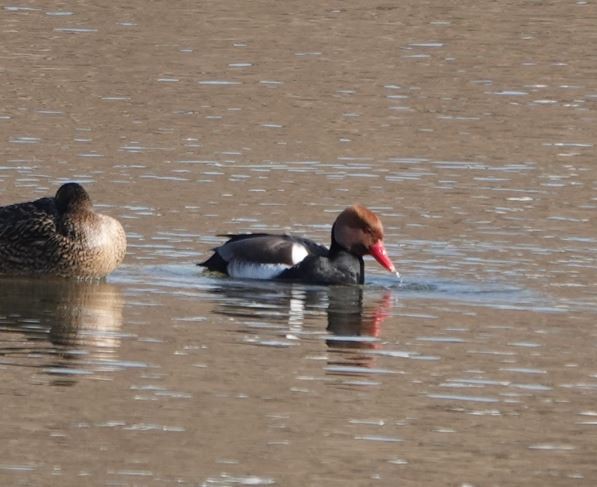 Red-crested Pochard - Zhongyu Wang