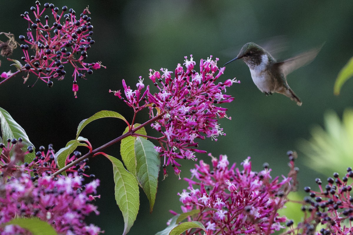 Scintillant Hummingbird - Krista Oswald