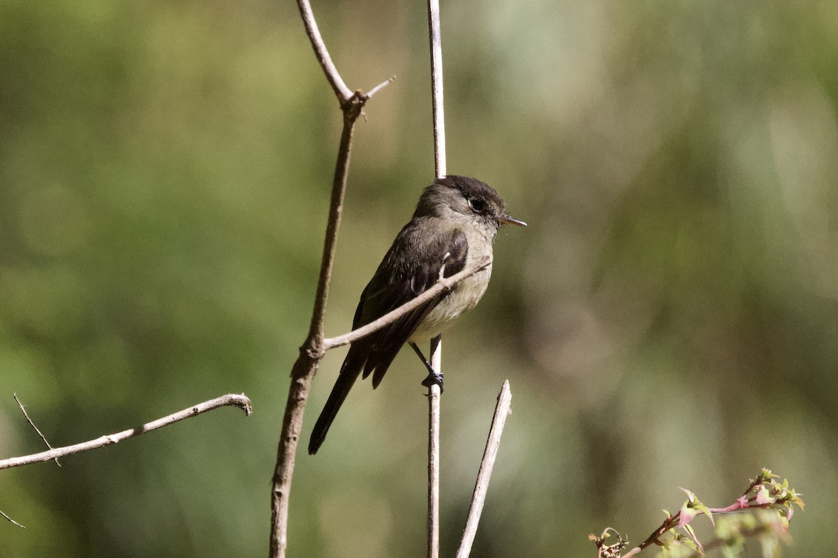 Mountain Elaenia - Krista Oswald