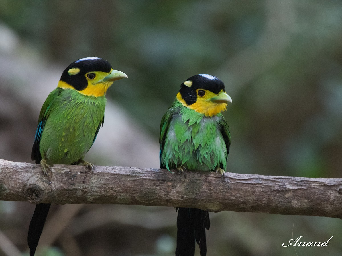 Long-tailed Broadbill - Anand Singh