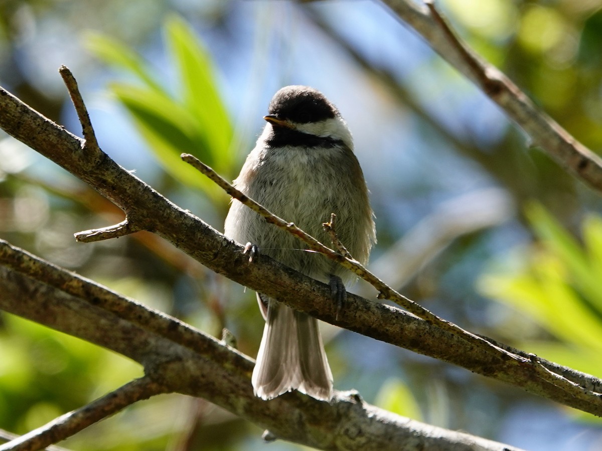 Chestnut-backed Chickadee - Whitney Mortimer