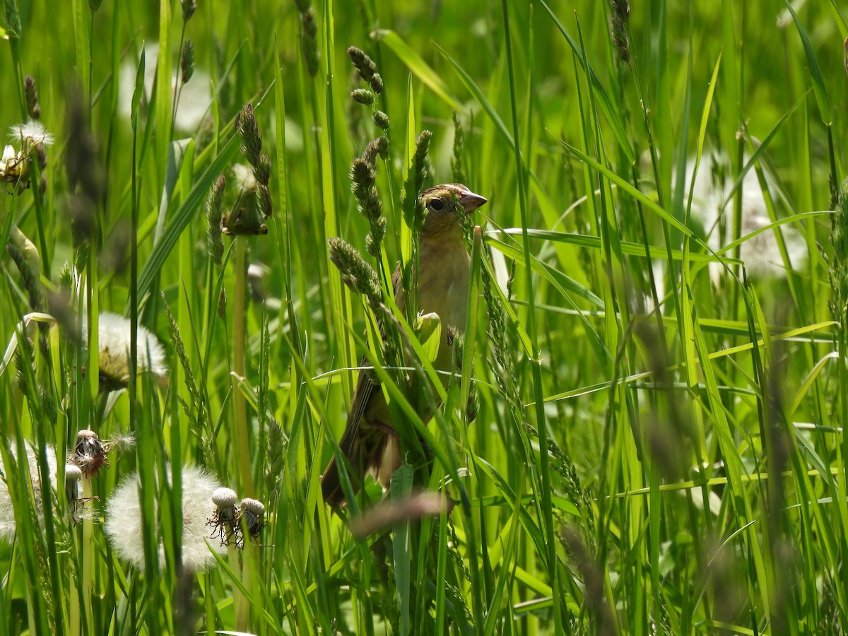 Bobolink - Jeff&Jenn Joffray