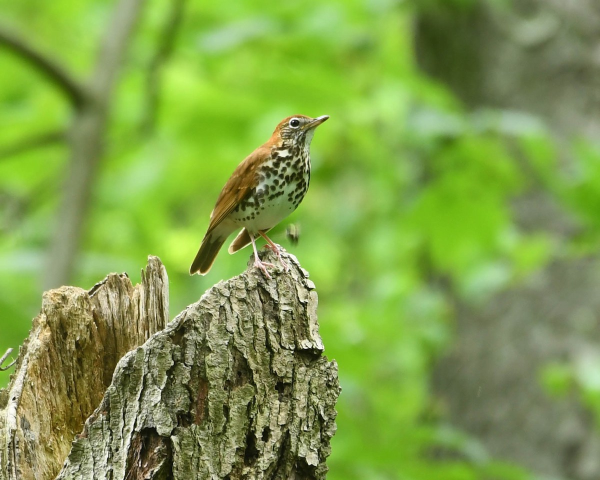 Лесной дрозд - ML619437353