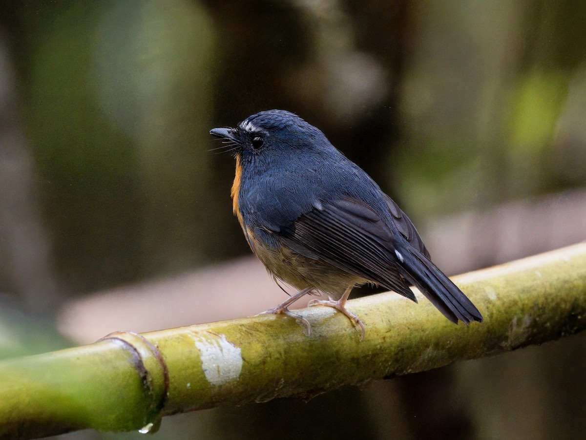 Snowy-browed Flycatcher - Evelyn Lee