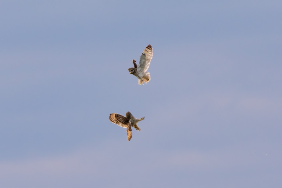 Short-eared Owl - ML619437362