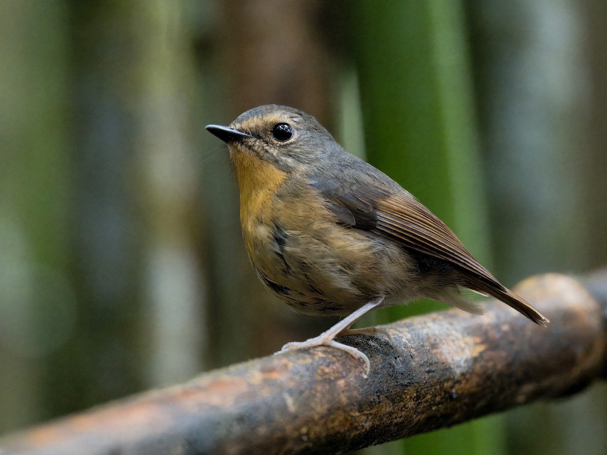 Snowy-browed Flycatcher - Evelyn Lee