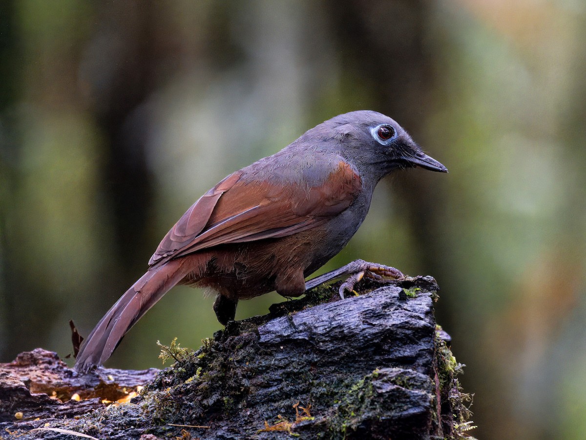 Sunda Laughingthrush - ML619437367