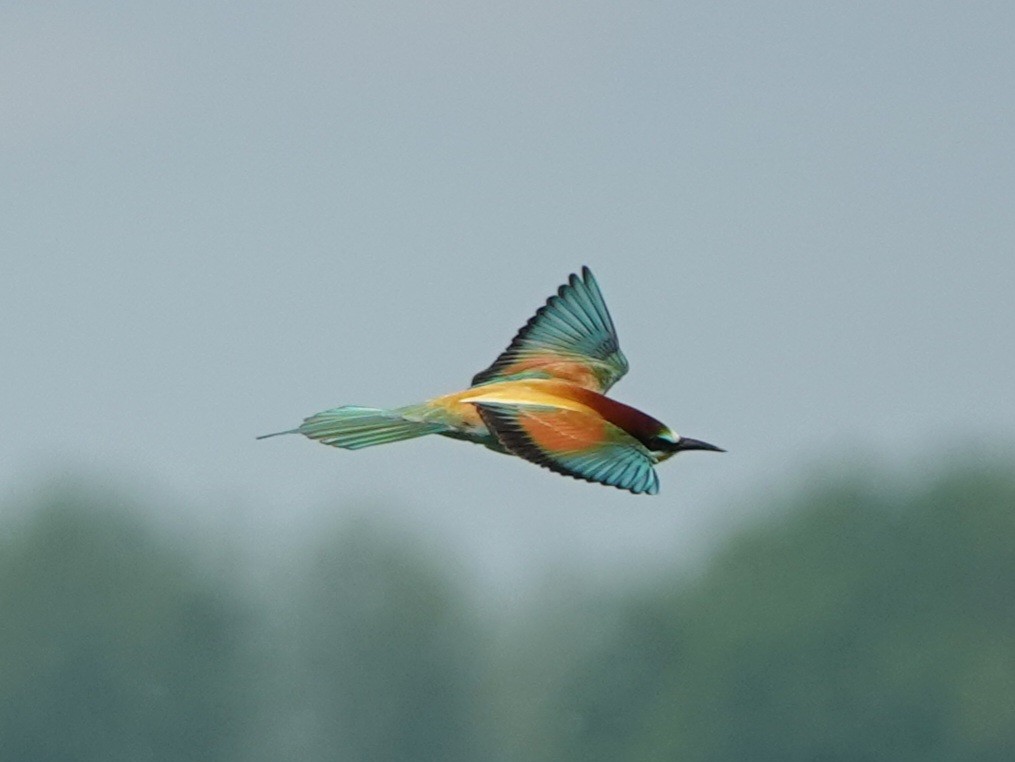 European Bee-eater - Werner Schreilechner