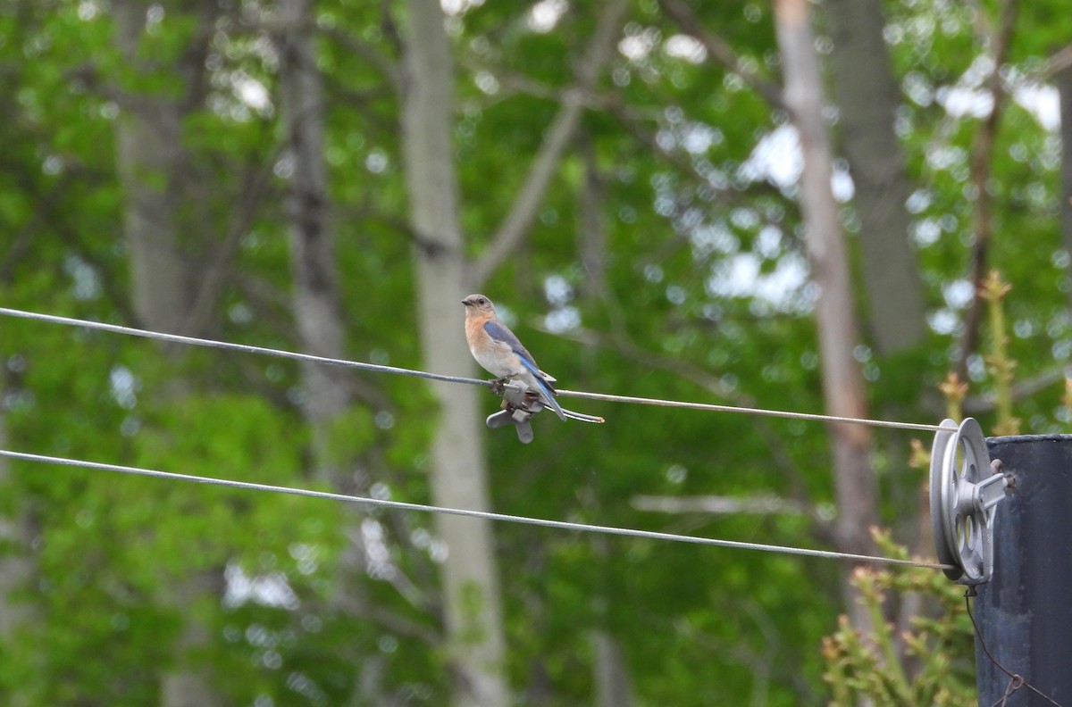 Eastern Bluebird - Nicole St-Amant