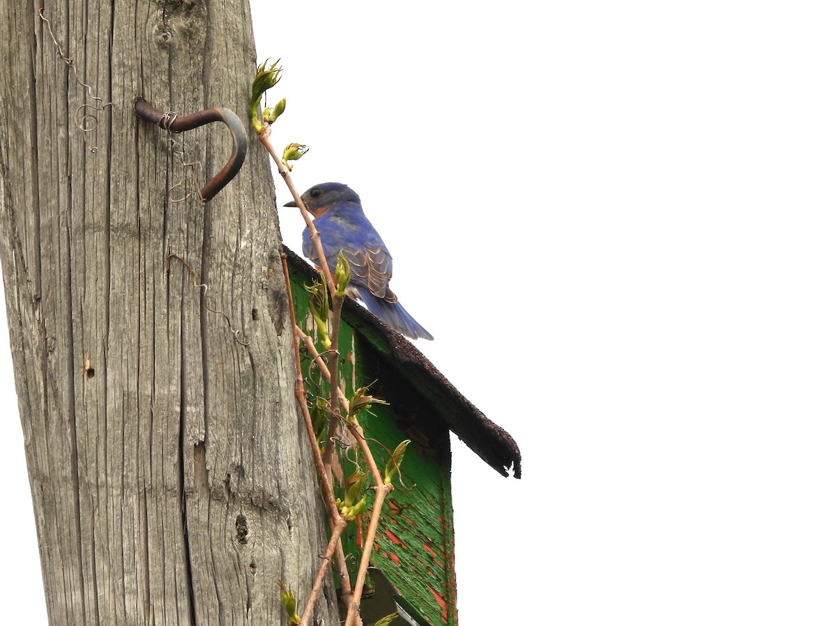 Eastern Bluebird - Nicole St-Amant