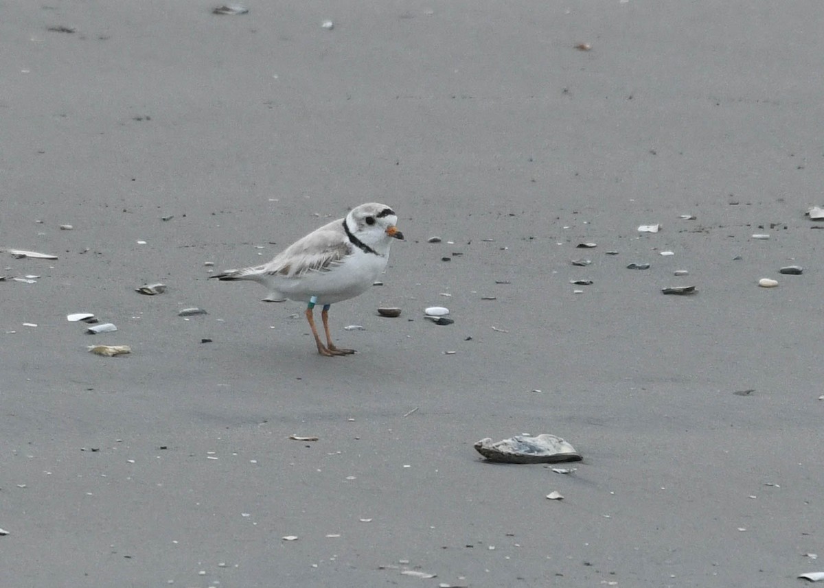 Piping Plover - Joanne Dial