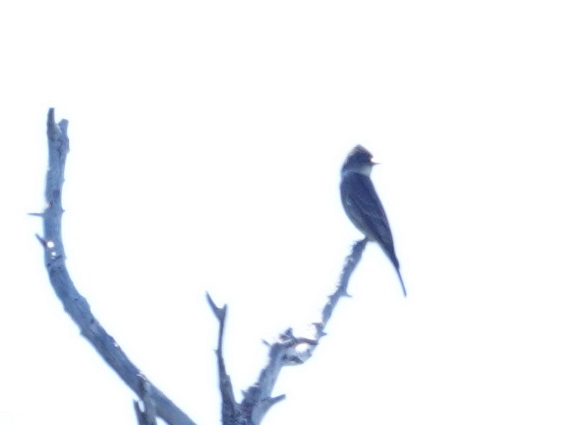 Western Wood-Pewee - Whitney Mortimer