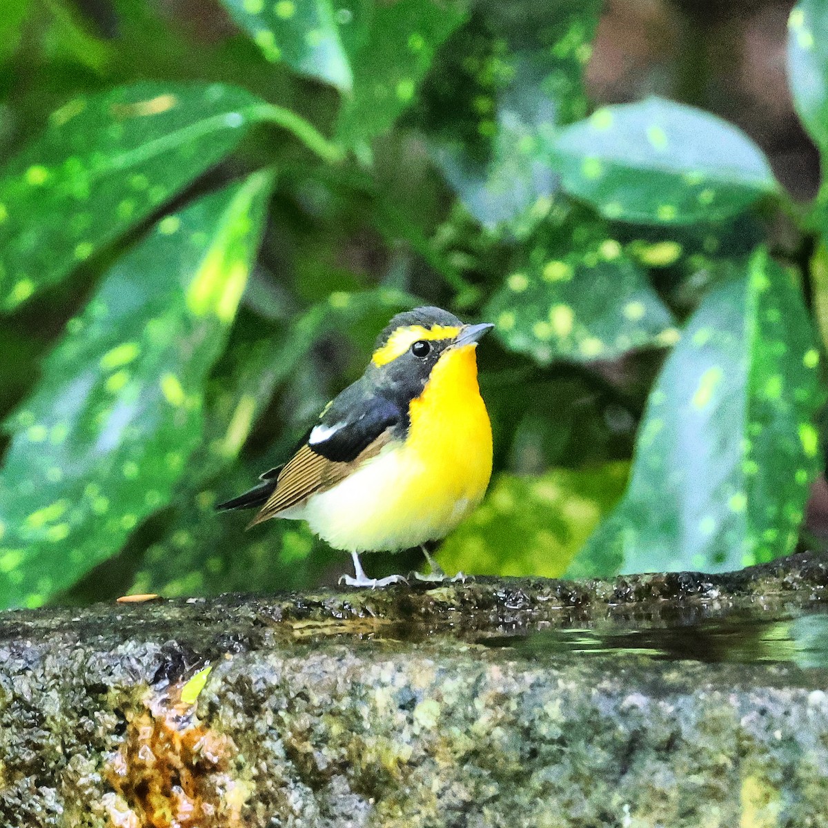 Narcissus Flycatcher - ML619437395