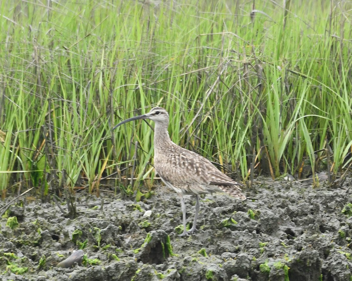 Whimbrel - Joanne Dial