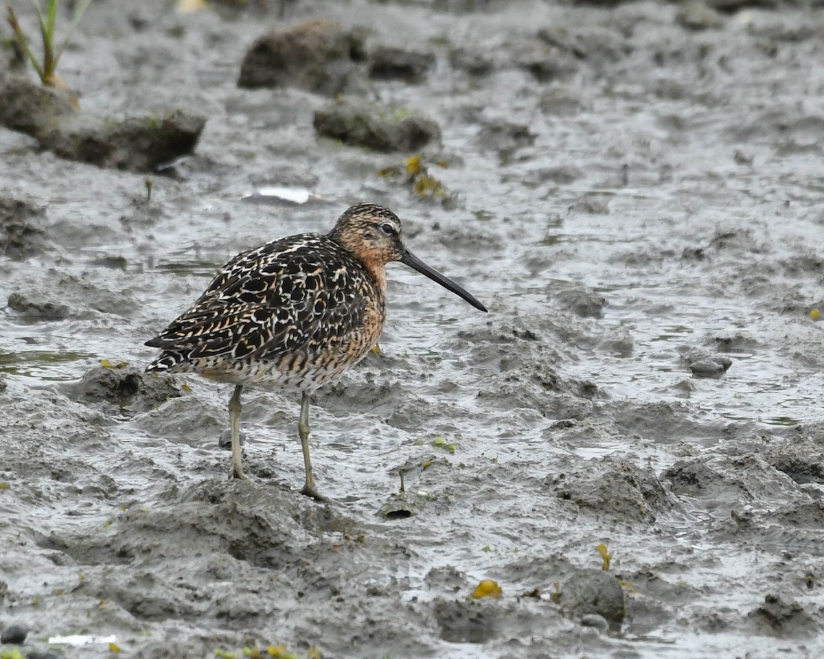 Short-billed Dowitcher - Joanne Dial