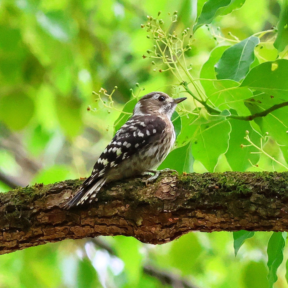Japanese Pygmy Woodpecker - toyota matsutori