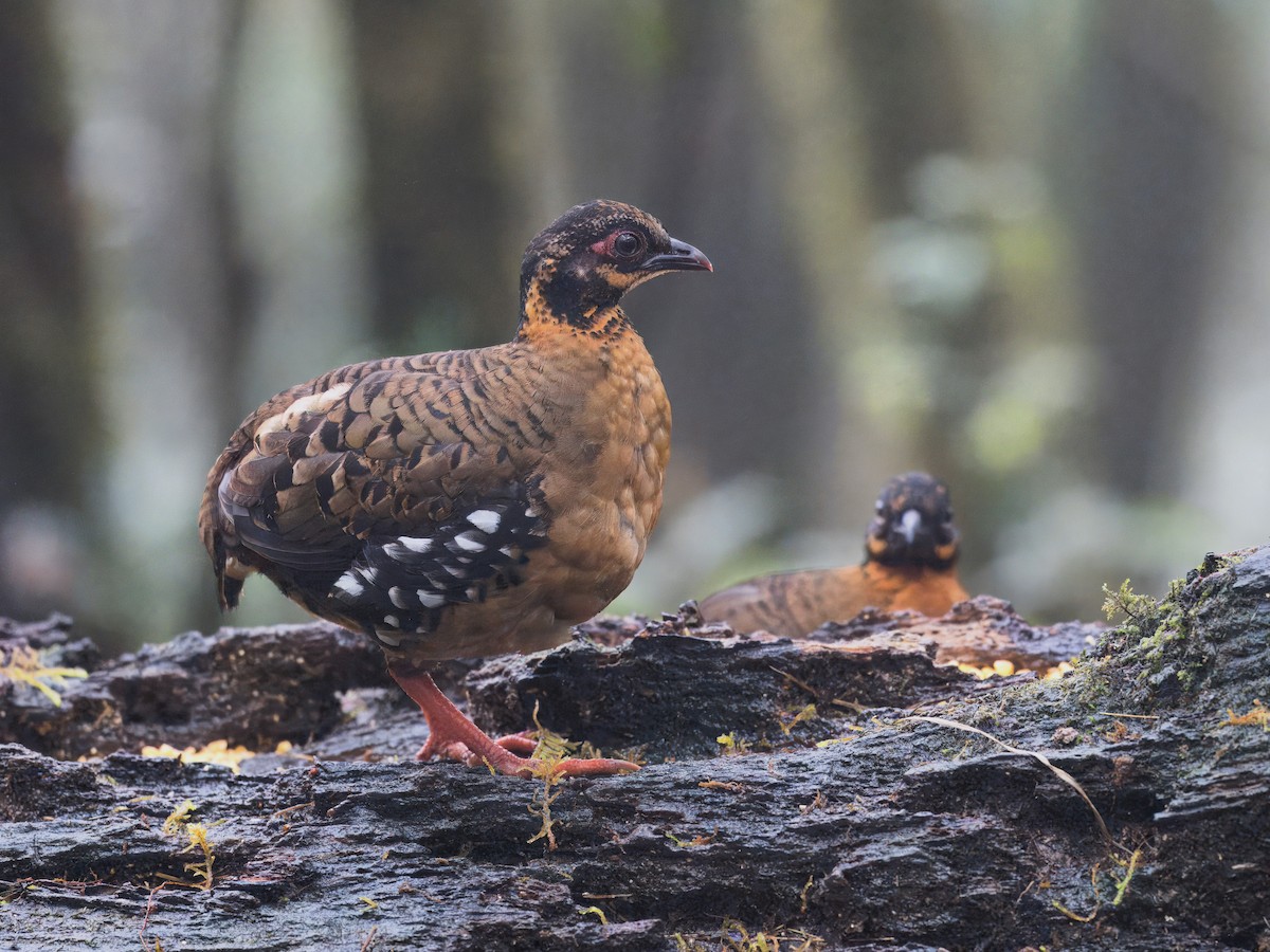 Red-breasted Partridge - Evelyn Lee