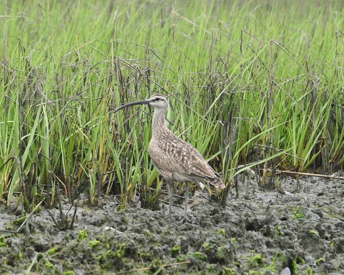 Whimbrel - Joanne Dial
