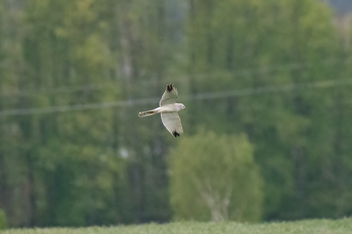 Pallid Harrier - ML619437421