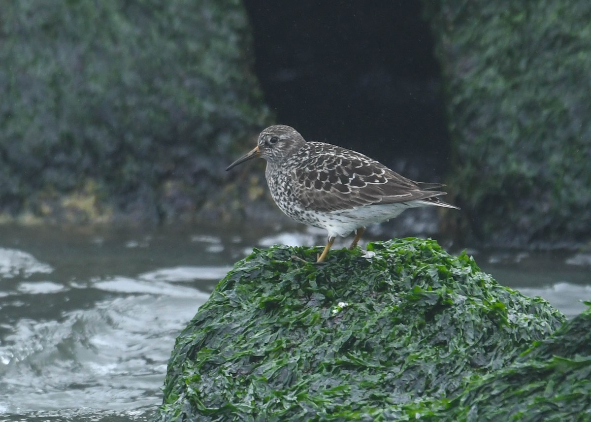 Purple Sandpiper - Joanne Dial