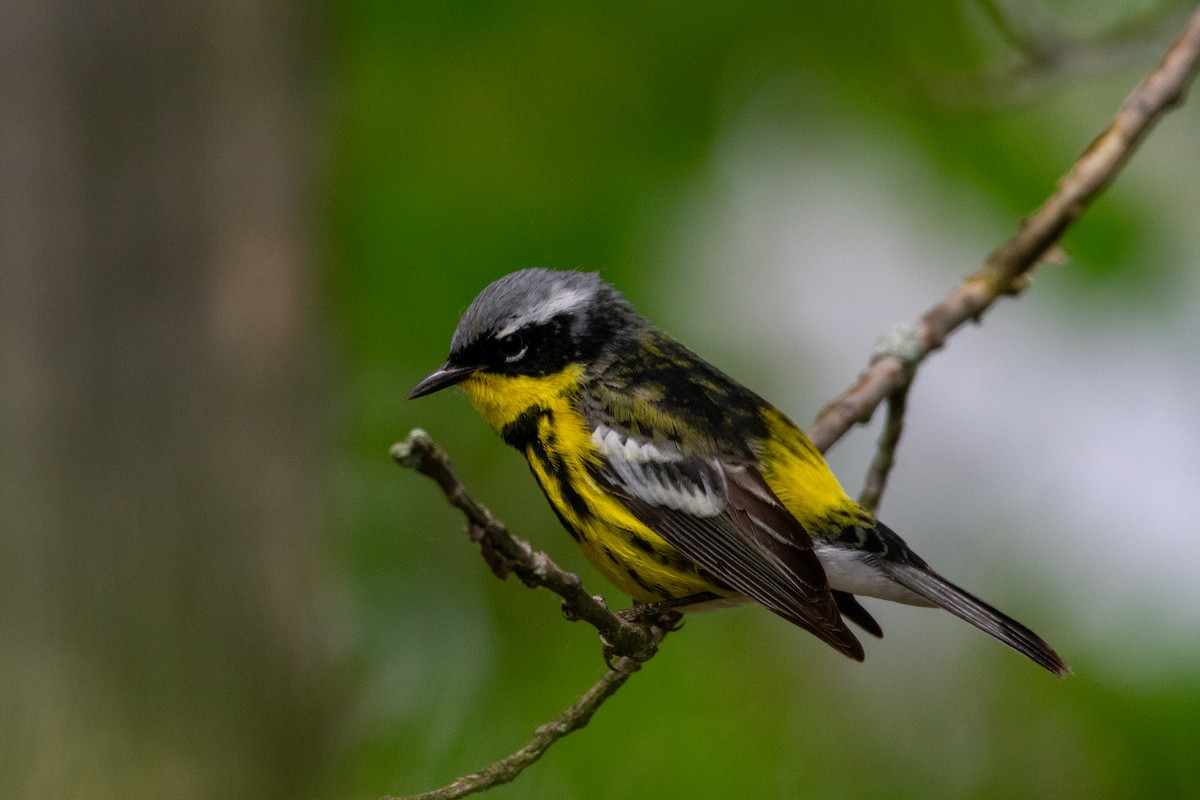 Magnolia Warbler - Lawrence Grennan