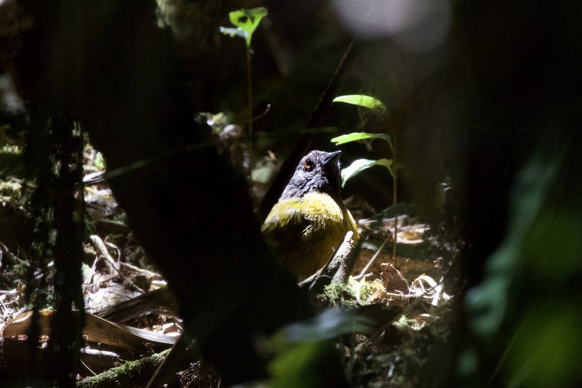 Large-footed Finch - Krista Oswald