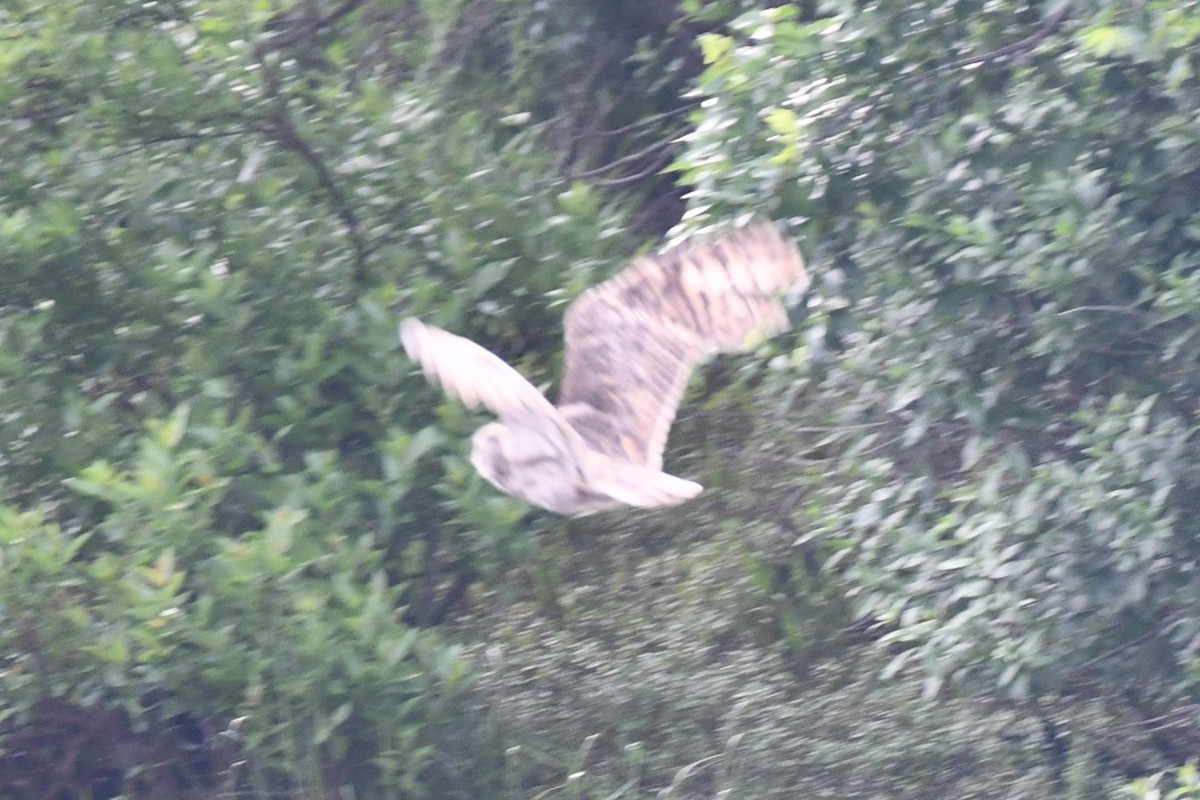 Great Horned Owl - Carmen Ricer