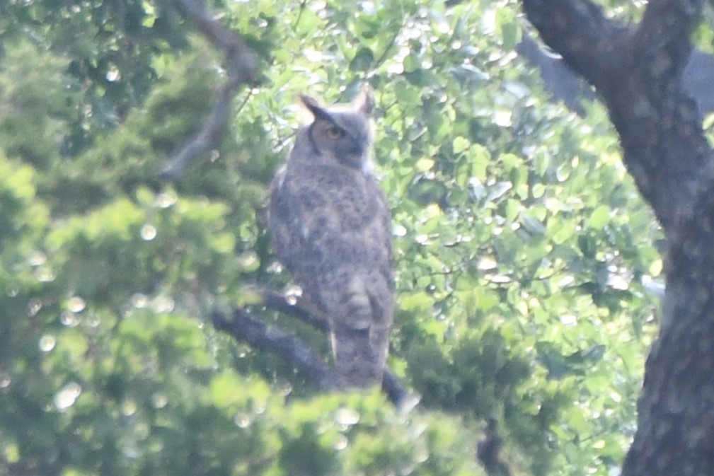 Great Horned Owl - Carmen Ricer