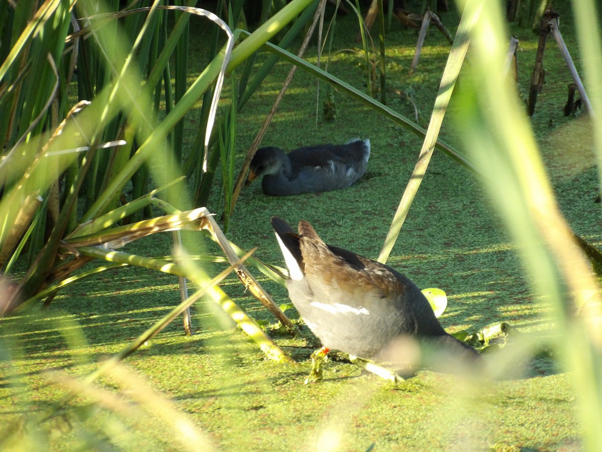 Gallinule d'Amérique - ML619437466