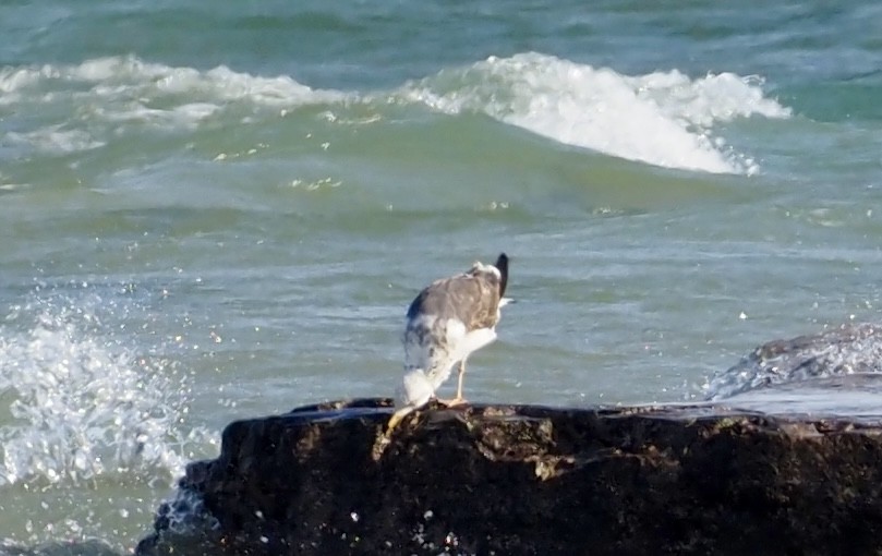 Lesser Black-backed Gull - Bob & Anne-Marie Taylor