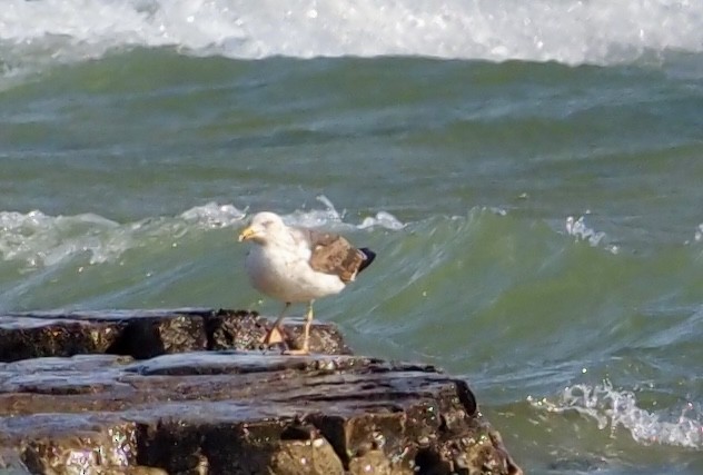 Lesser Black-backed Gull - Bob & Anne-Marie Taylor