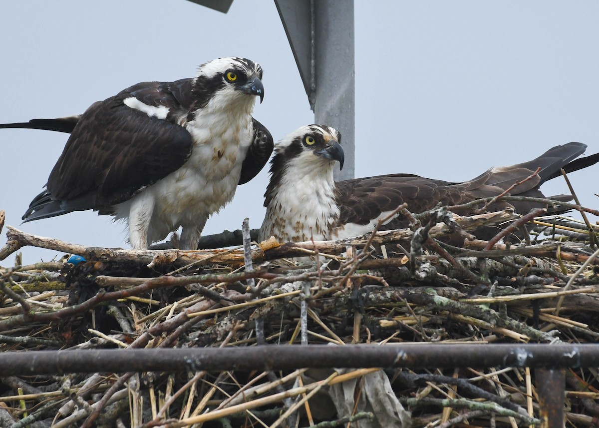 Osprey - Joanne Dial