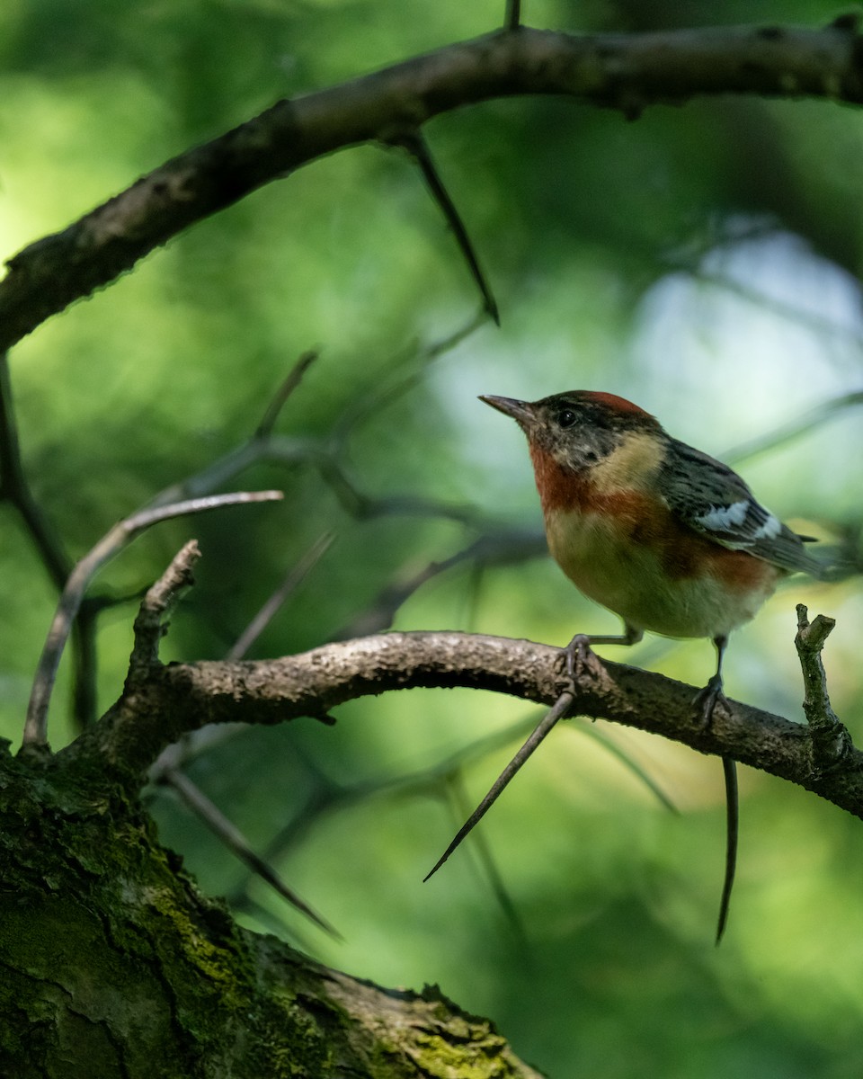 Bay-breasted Warbler - Jobi Cates