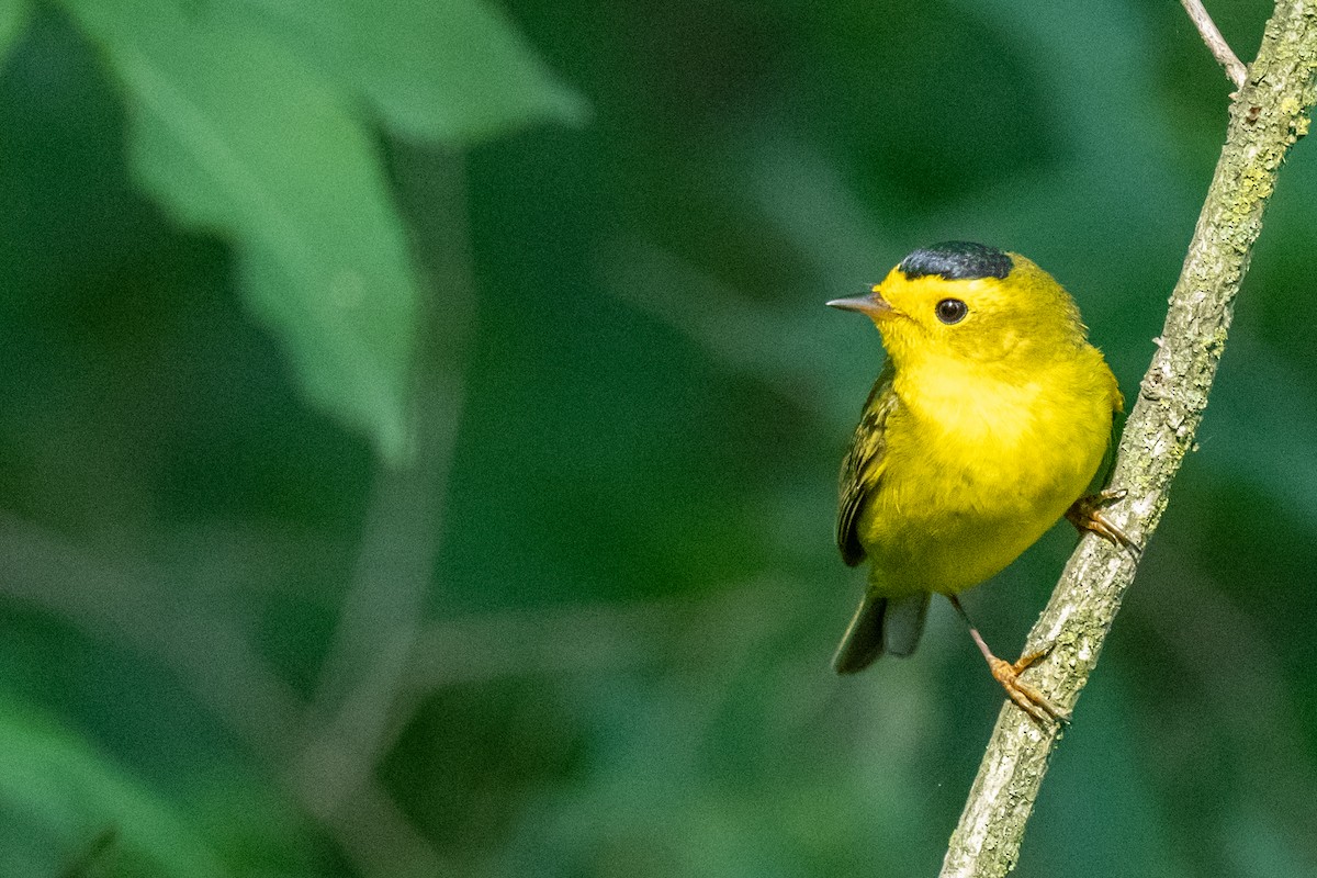 Wilson's Warbler - Jobi Cates