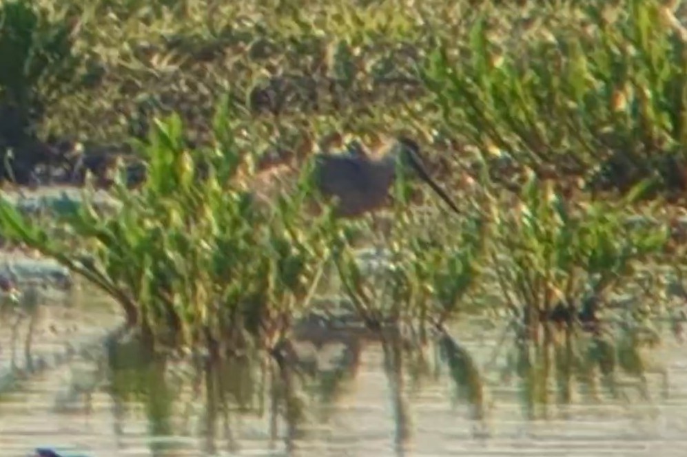 Short-billed Dowitcher - Jason Hedlund