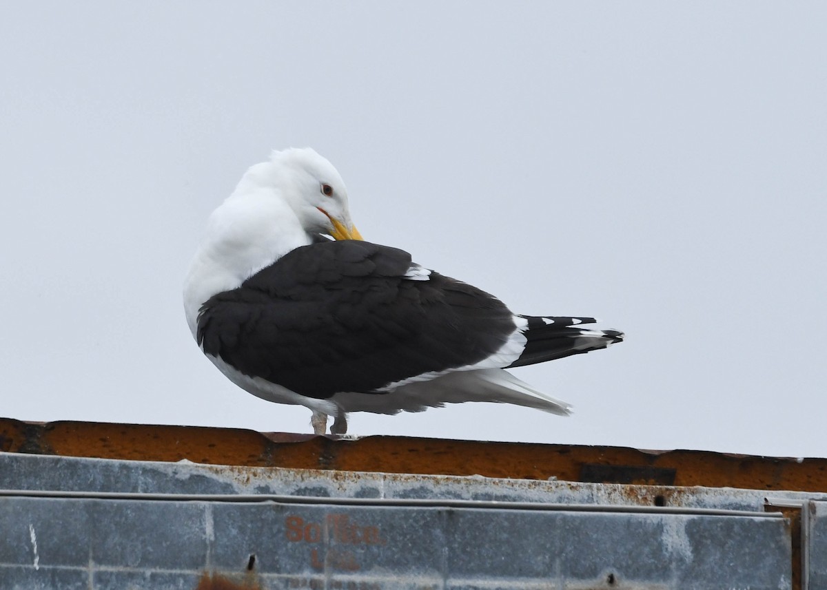 Great Black-backed Gull - Joanne Dial