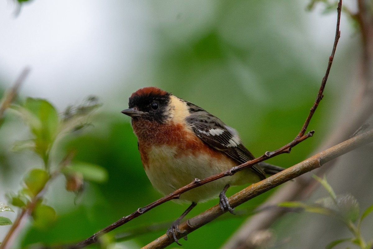 Bay-breasted Warbler - Lawrence Grennan
