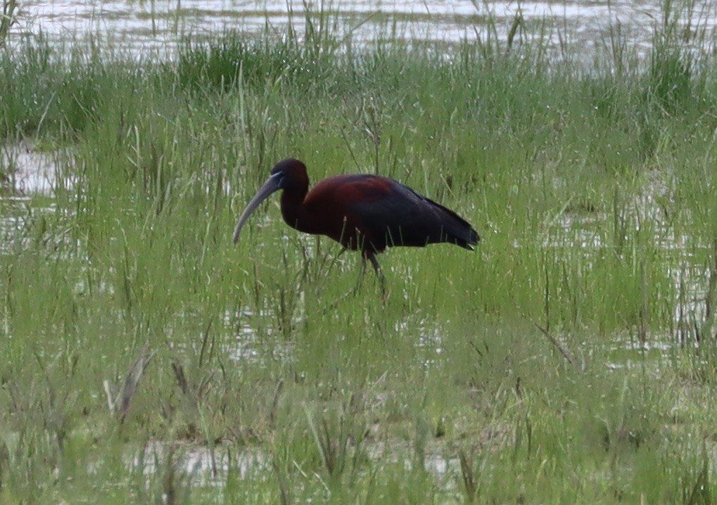 Glossy Ibis - Mark Ross