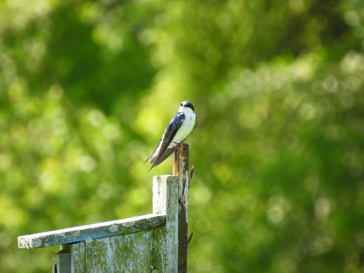 Tree Swallow - Jeff&Jenn Joffray