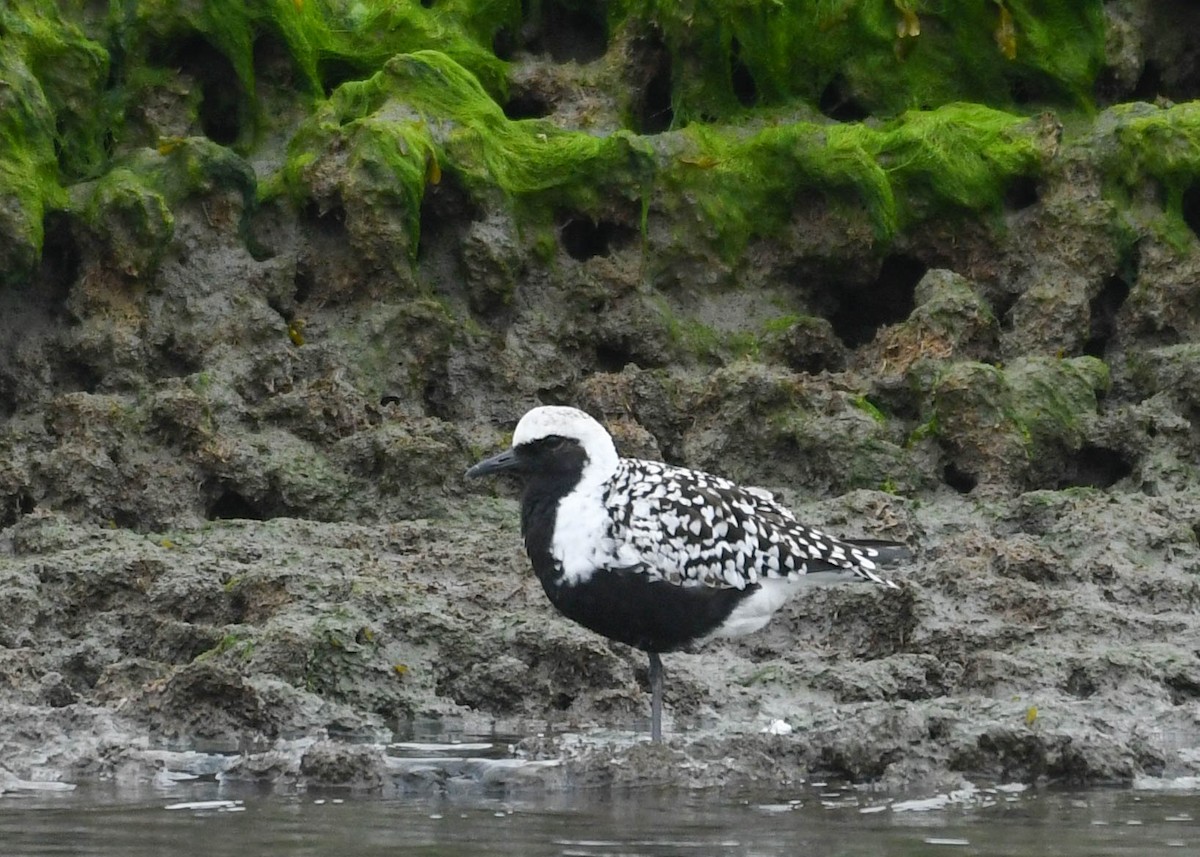 Black-bellied Plover - Joanne Dial