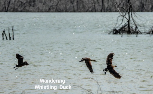 Wandering Whistling-Duck - Anonymous