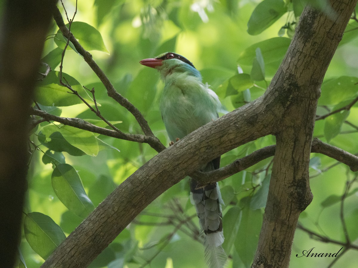 Common Green-Magpie - Anand Singh