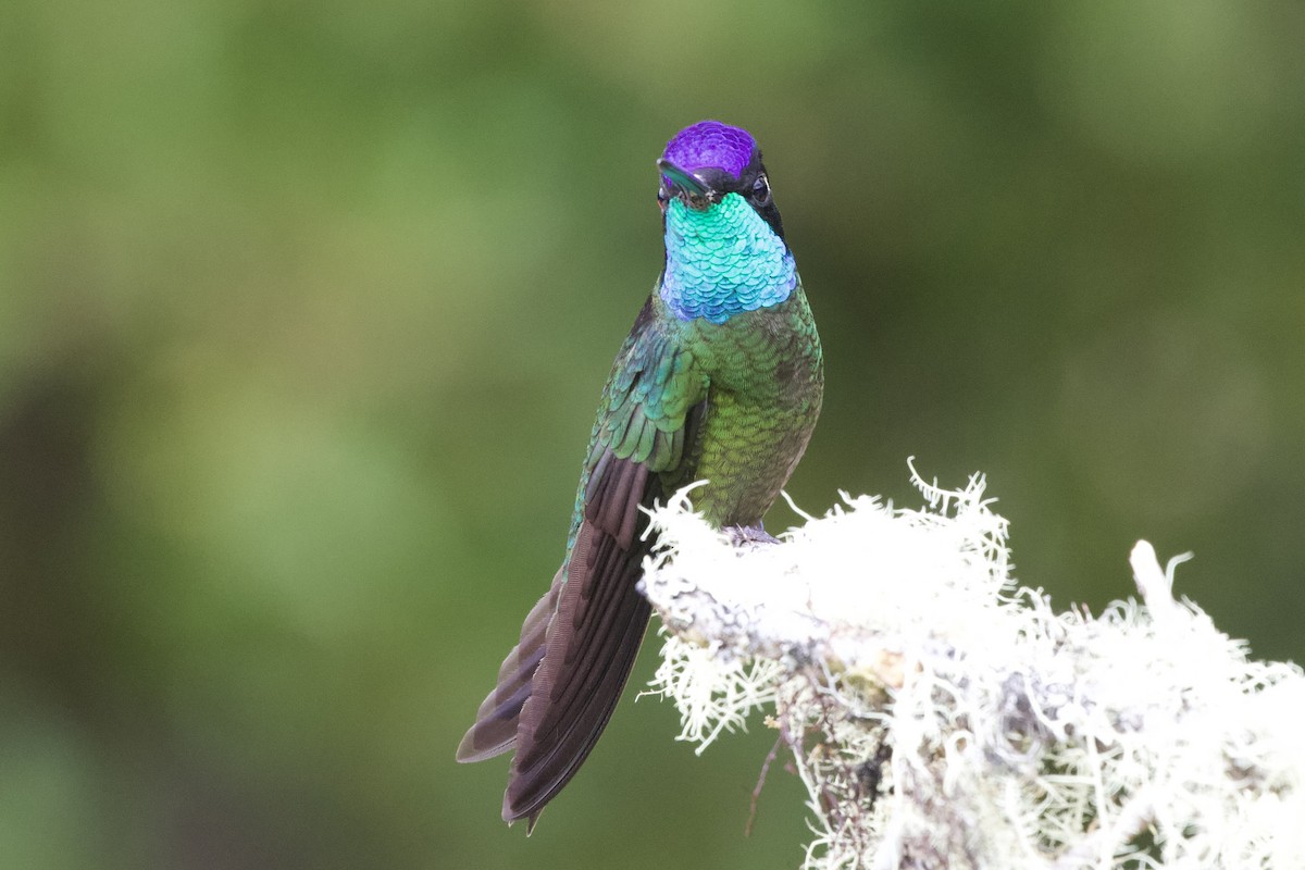 Talamanca Hummingbird - Krista Oswald