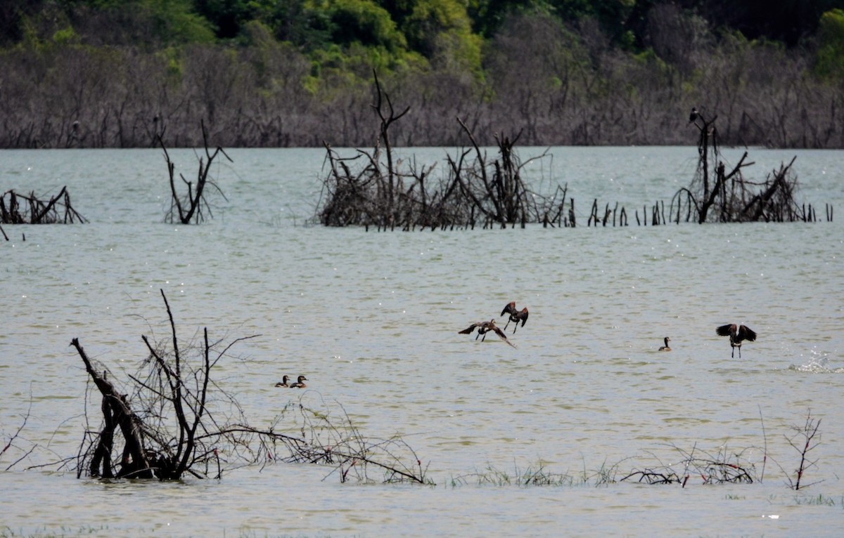 Wandering Whistling-Duck - Anonymous