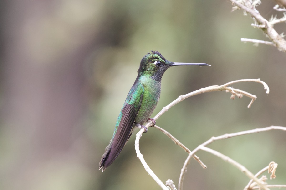 Talamanca Hummingbird - Krista Oswald