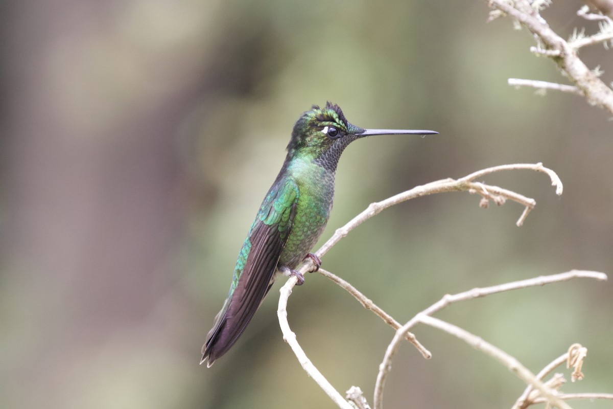 Talamanca Hummingbird - Krista Oswald